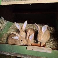 Junge RR Burgunderkaninchen zu verkaufen