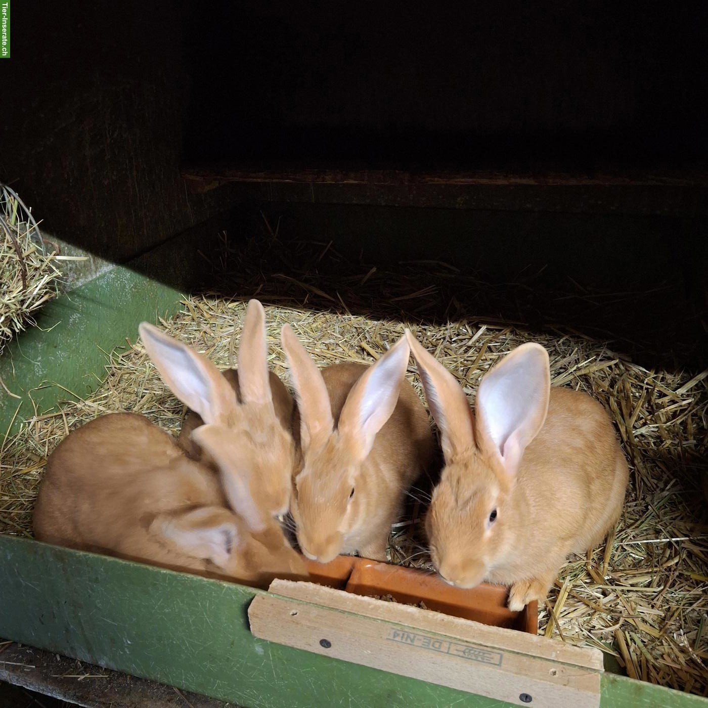 Bild 3: Junge RR Burgunder Kaninchen zu verkaufen