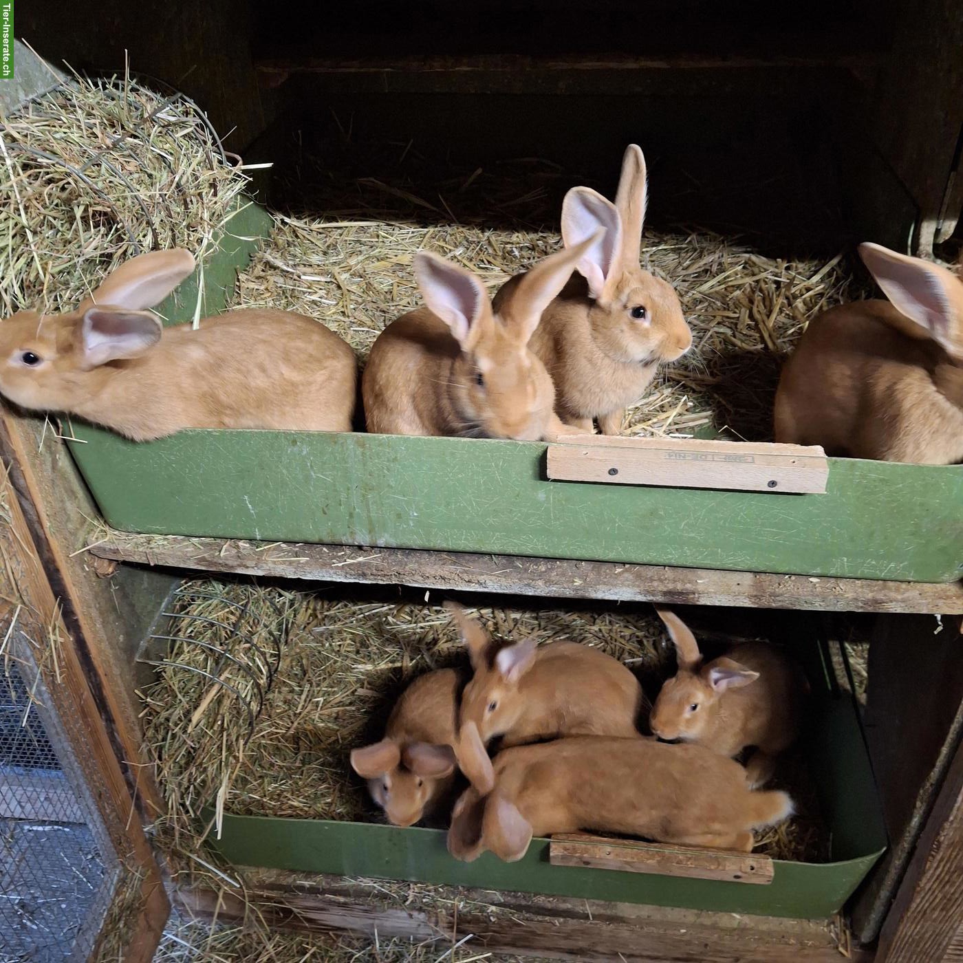 Bild 4: Junge RR Burgunder Kaninchen zu verkaufen
