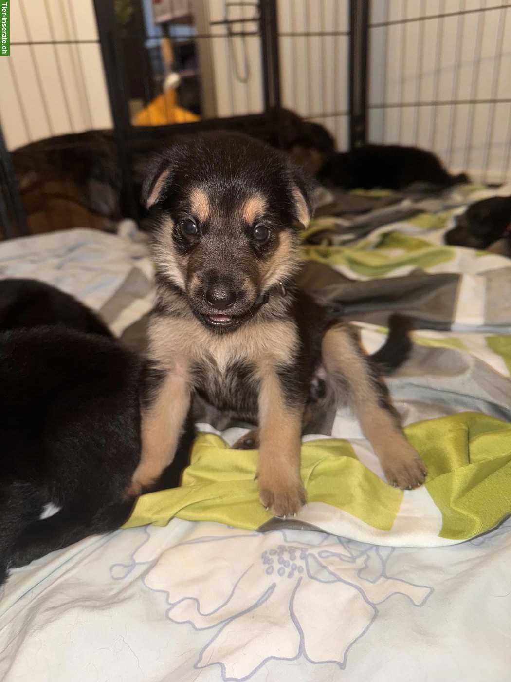 Schäferhund x Border Collie Welpen