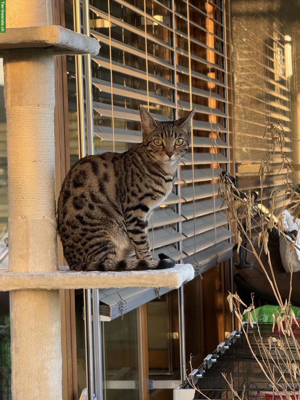 2 junge Bengal Mix Katzengeschwister gemeinsam abzugeben