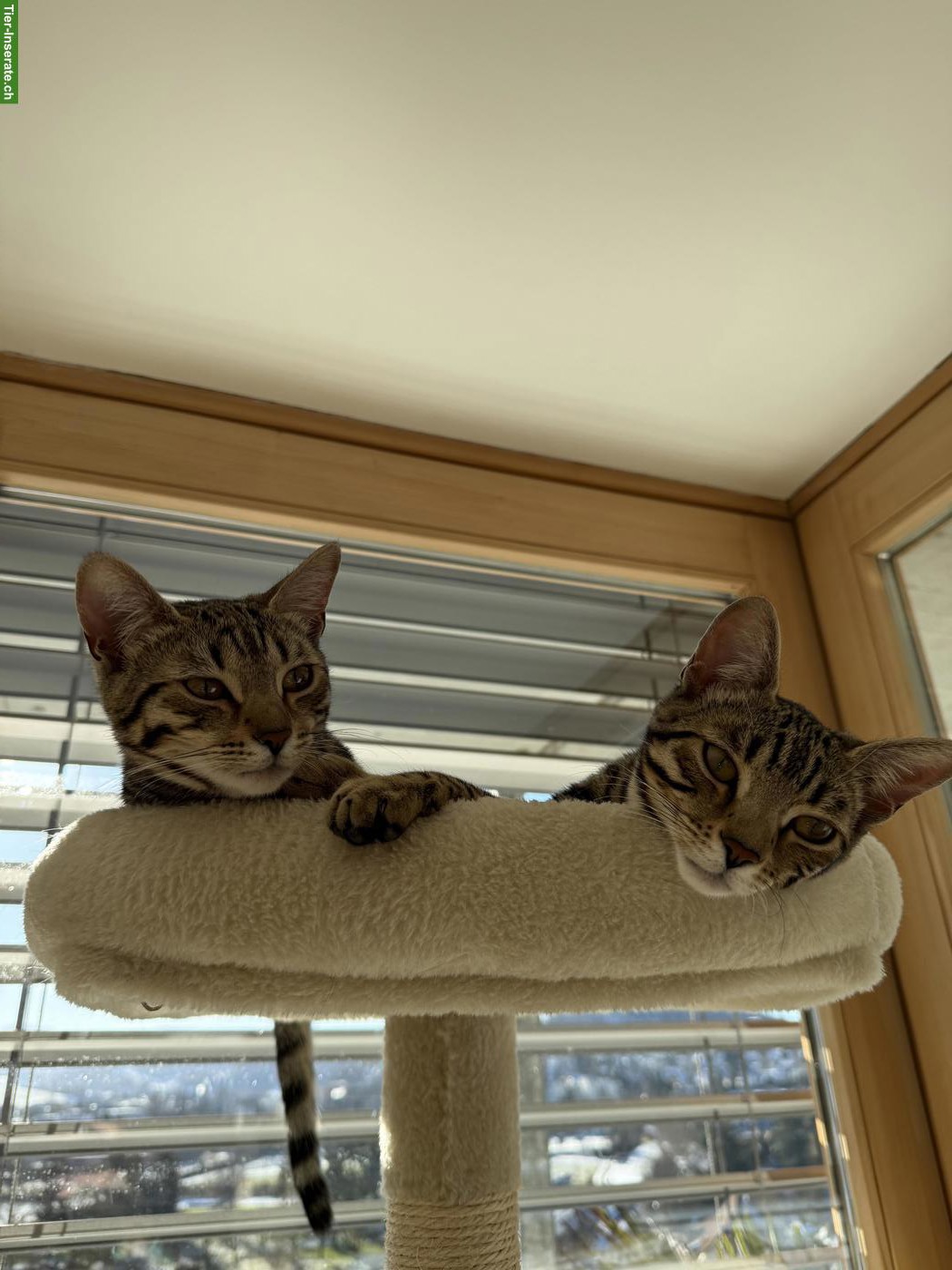 Bild 2: 2 junge Bengal Mix Katzengeschwister gemeinsam abzugeben