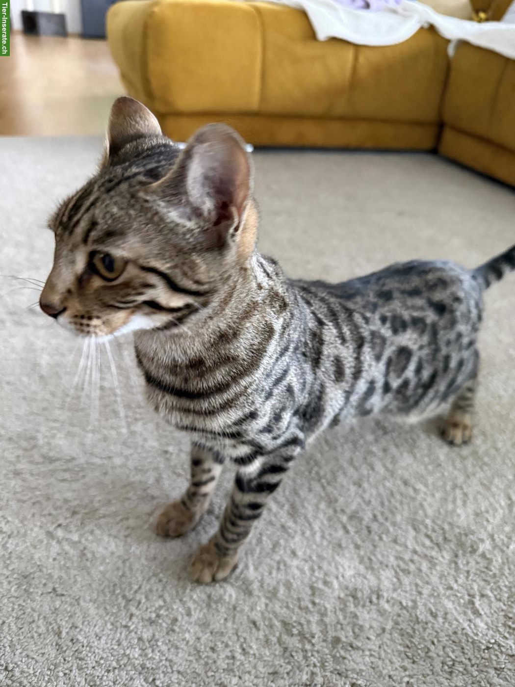 Bild 3: 2 junge Bengal Mix Katzengeschwister gemeinsam abzugeben