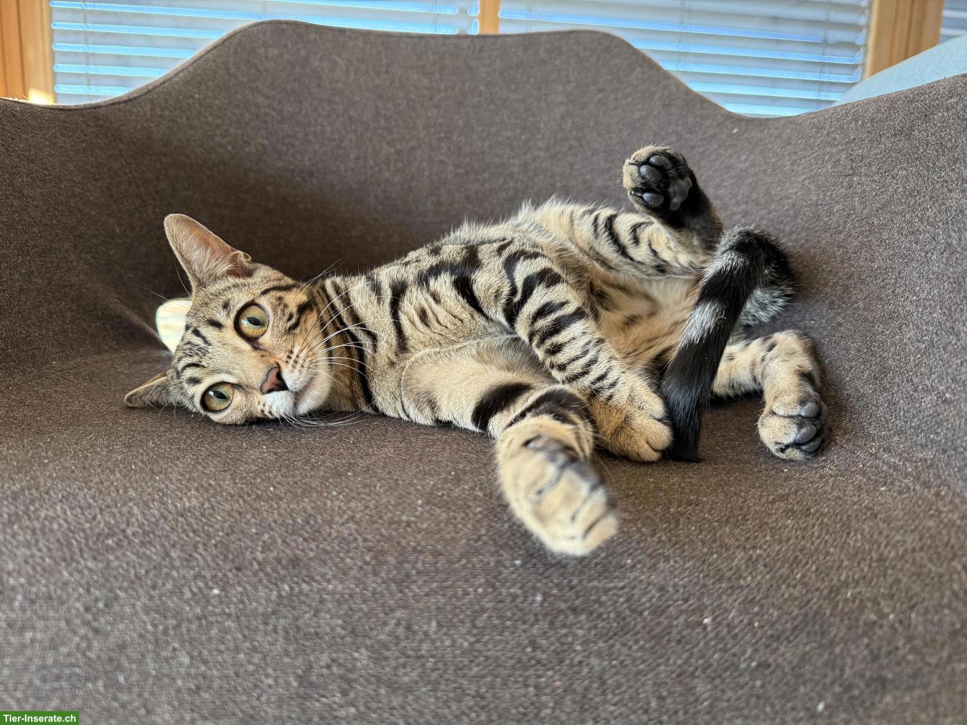 Bild 4: 2 junge Bengal Mix Katzengeschwister gemeinsam abzugeben