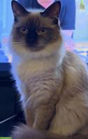Junge Ragdoll Katze