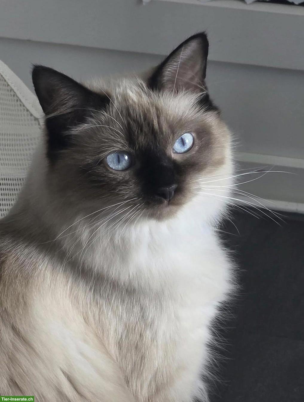 Bild 2: Junge Ragdoll Katze, mitted