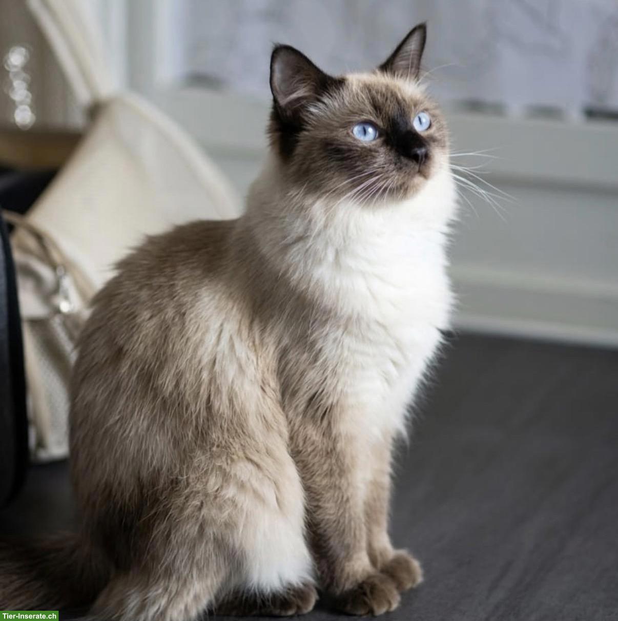 Bild 3: Junge Ragdoll Katze, mitted