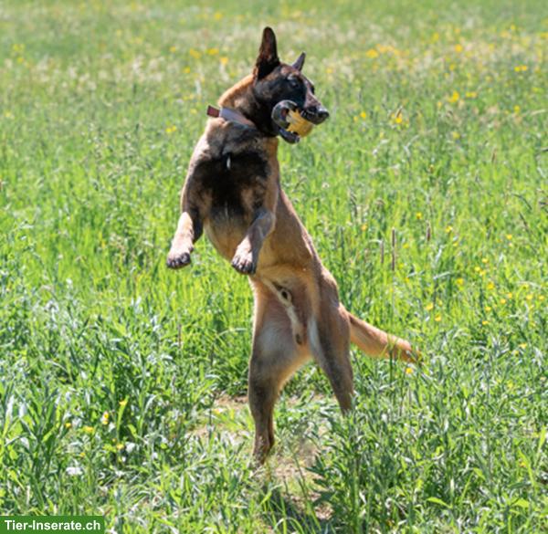 Malinois Rüde: Dado, der wunderbare Prinz