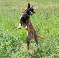 Malinois Rüde: Dado, der wunderbare Prinz