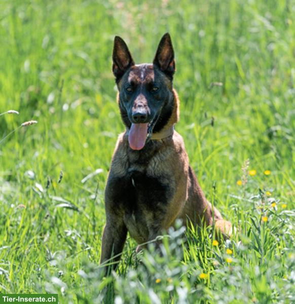 Bild 2: Malinois Rüde: Dado, der wunderbare Prinz