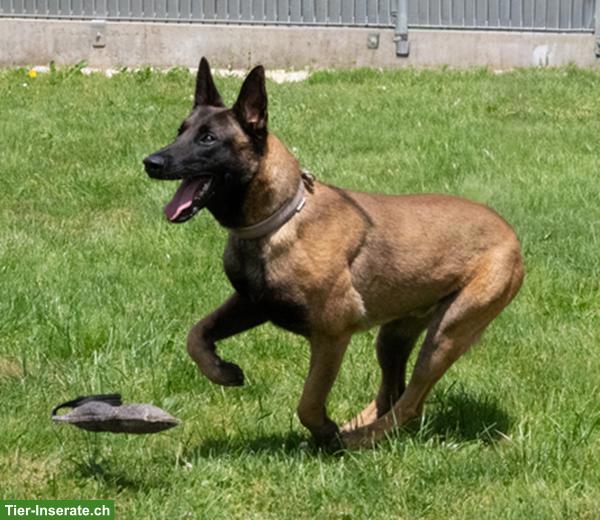 Bild 3: Malinois Rüde: Dado, der wunderbare Prinz