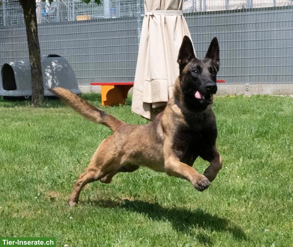 Bild 4: Malinois Rüde: Dado, der wunderbare Prinz