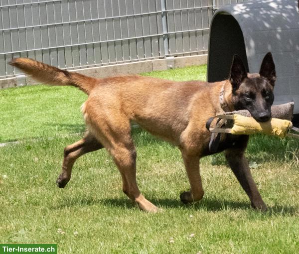 Bild 5: Malinois Rüde: Dado, der wunderbare Prinz