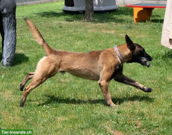 Bild 6: Malinois Rüde: Dado, der wunderbare Prinz