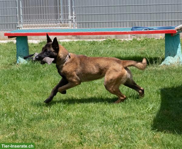 Bild 7: Malinois Rüde: Dado, der wunderbare Prinz