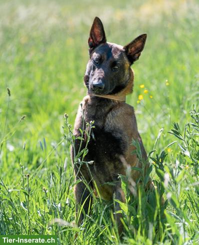 Bild 8: Malinois Rüde: Dado, der wunderbare Prinz