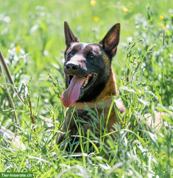 Bild 9: Malinois Rüde: Dado, der wunderbare Prinz