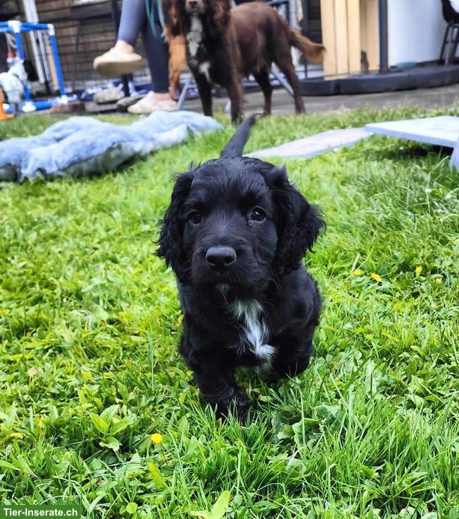 Junge Cocker Spaniel Hündin