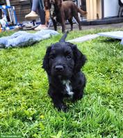 Junge Cocker Spaniel Hündin