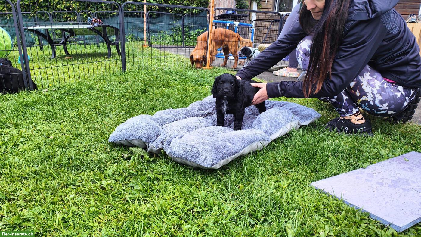 Bild 2: Junge Cocker Spaniel Hündin