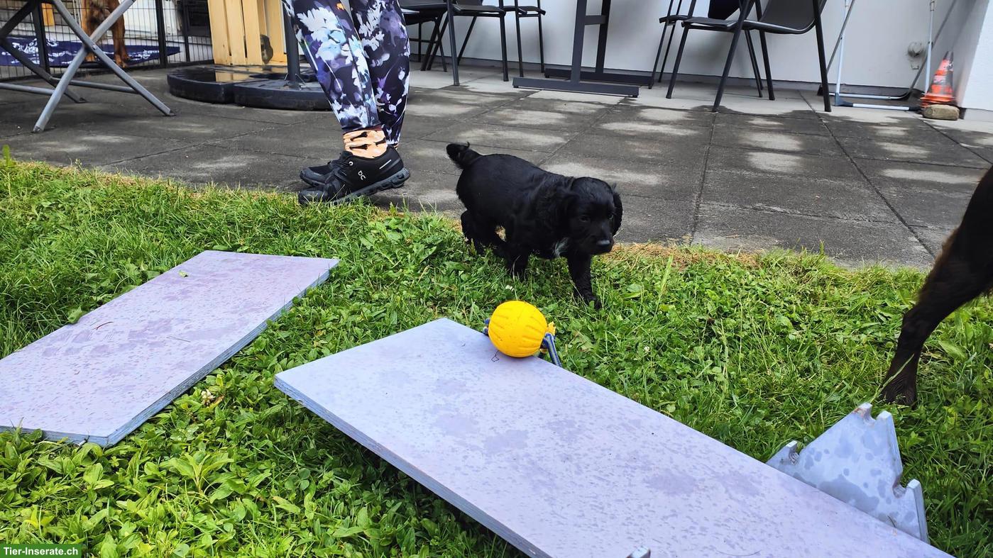 Bild 3: Junge Cocker Spaniel Hündin
