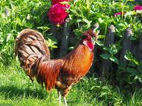 Appenzeller Spitzhauben Küken, goldfarbig
