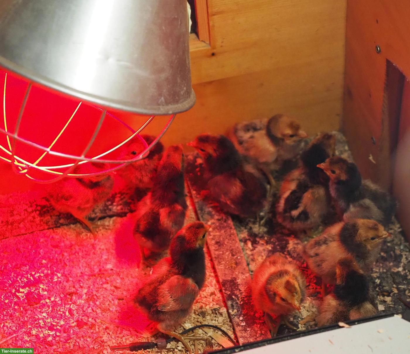 Bild 2: Appenzeller Spitzhauben Küken, goldfarbig