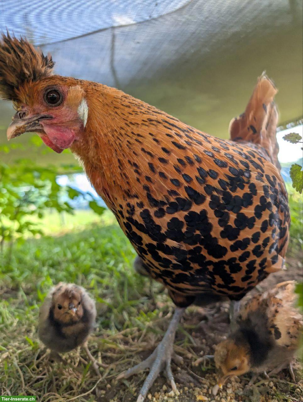Appenzeller Spitzhauben Glucke mit 7 Küken