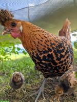Appenzeller Spitzhauben Glucke mit 7 Küken