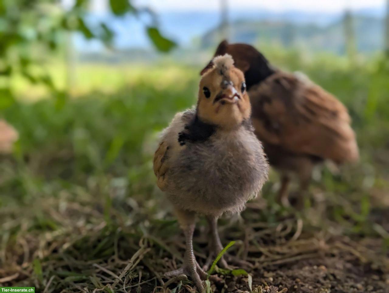 Bild 3: Appenzeller Spitzhauben Glucke mit 7 Küken