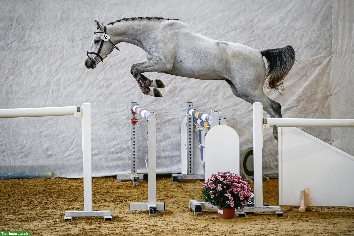 Bild 4: Schweizer Warmblut-Wallach zu verkaufen: Carthago von Rüttimatt