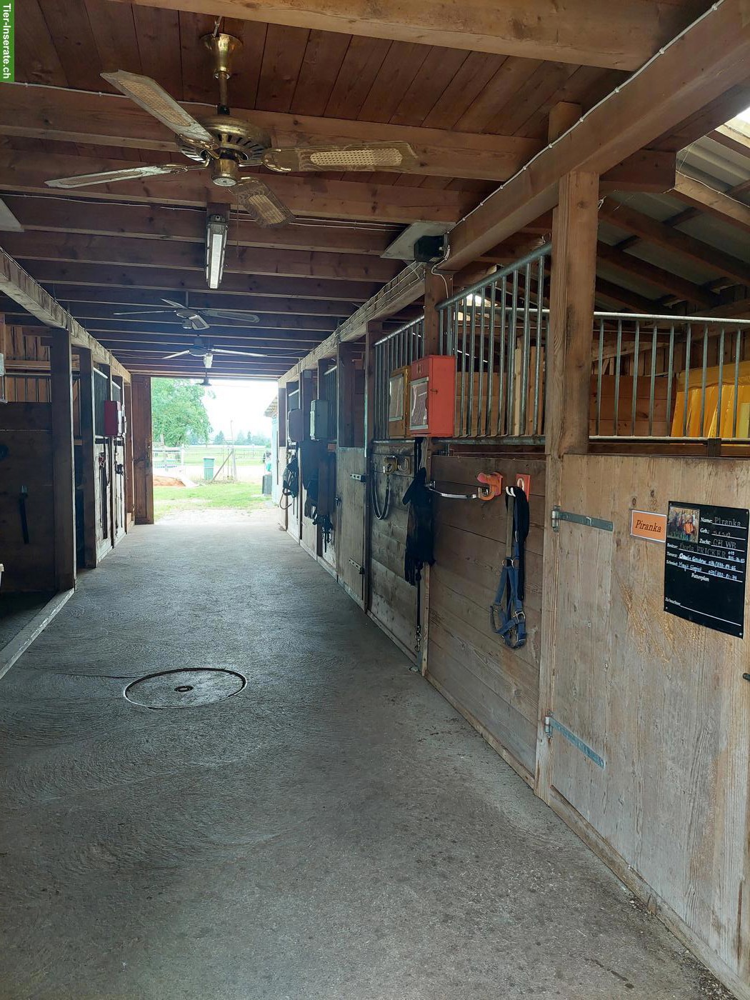 Bild 3: Auslaufboxe in Teil-Selbstversorgerstall in 3226 Treiten zu vermieten