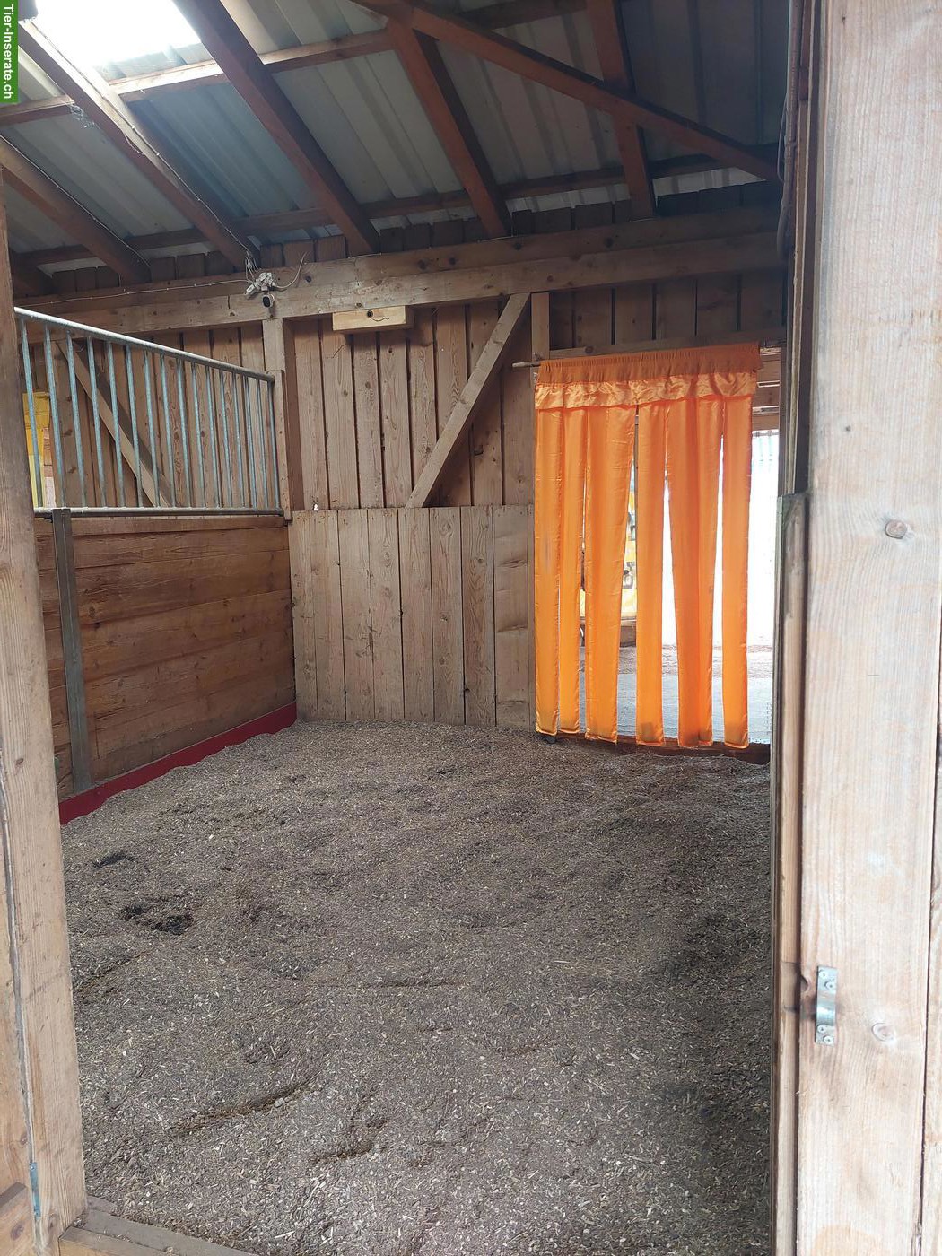 Bild 4: Auslaufboxe in Teil-Selbstversorgerstall in 3226 Treiten zu vermieten