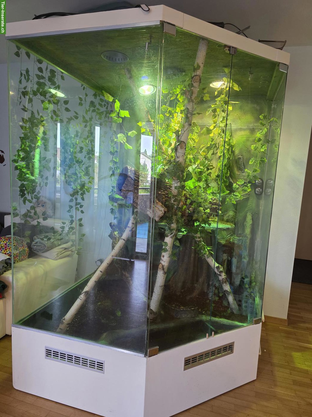 Boa constrictor mit grossem Terrarium