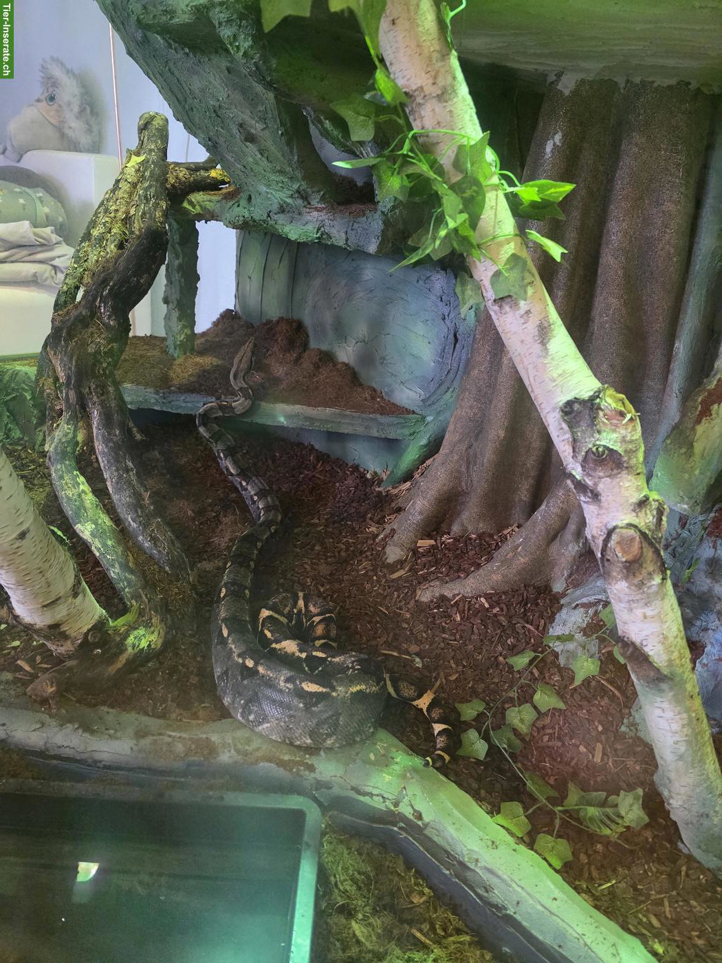 Bild 2: Boa constrictor mit grossem Terrarium