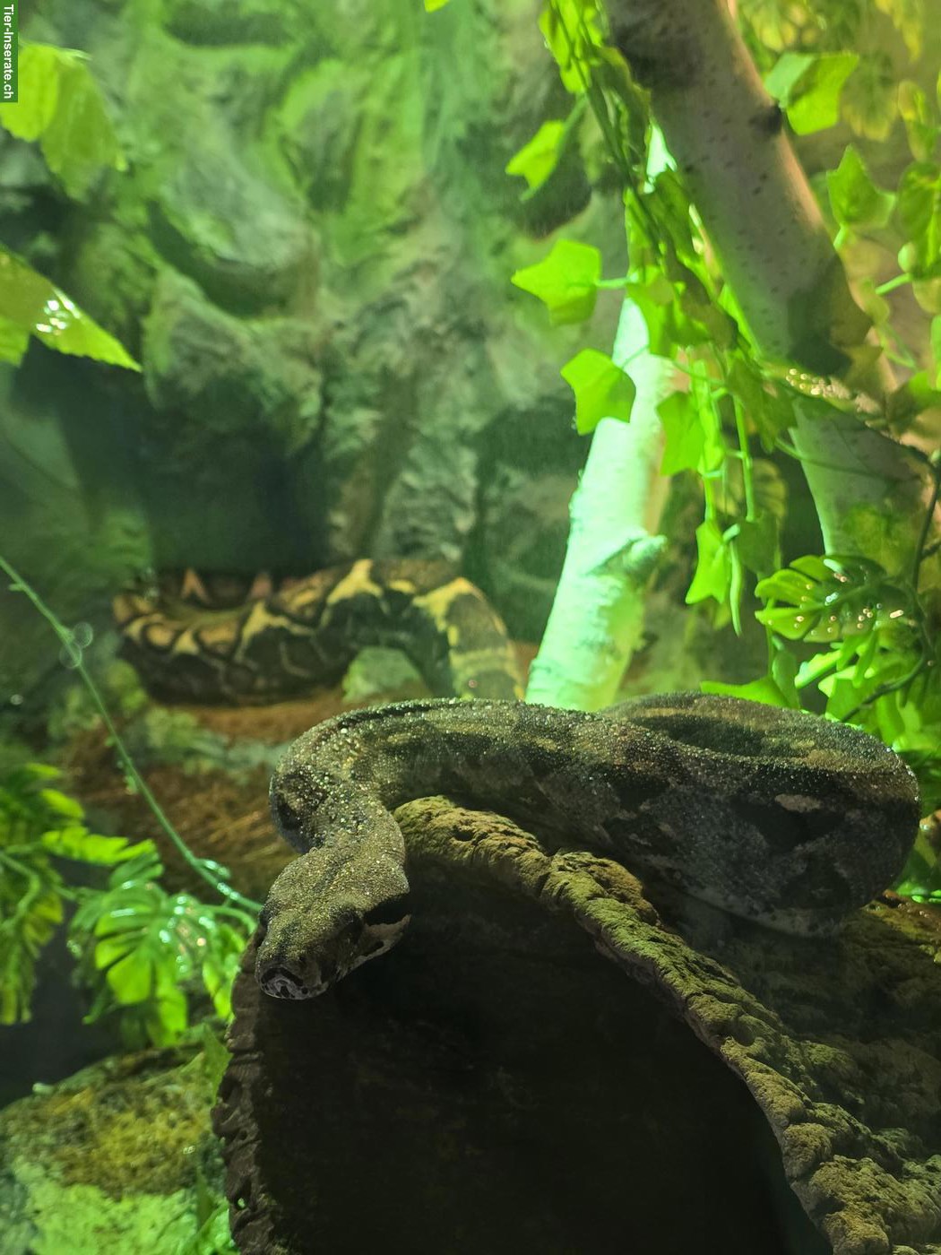 Bild 3: Boa constrictor mit grossem Terrarium