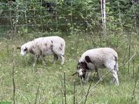 Bocklämmer zu verkaufen