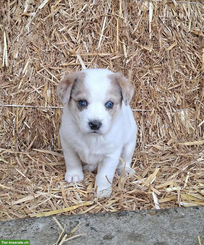 Mischlingswelpen, Border Collie x Entlebucher
