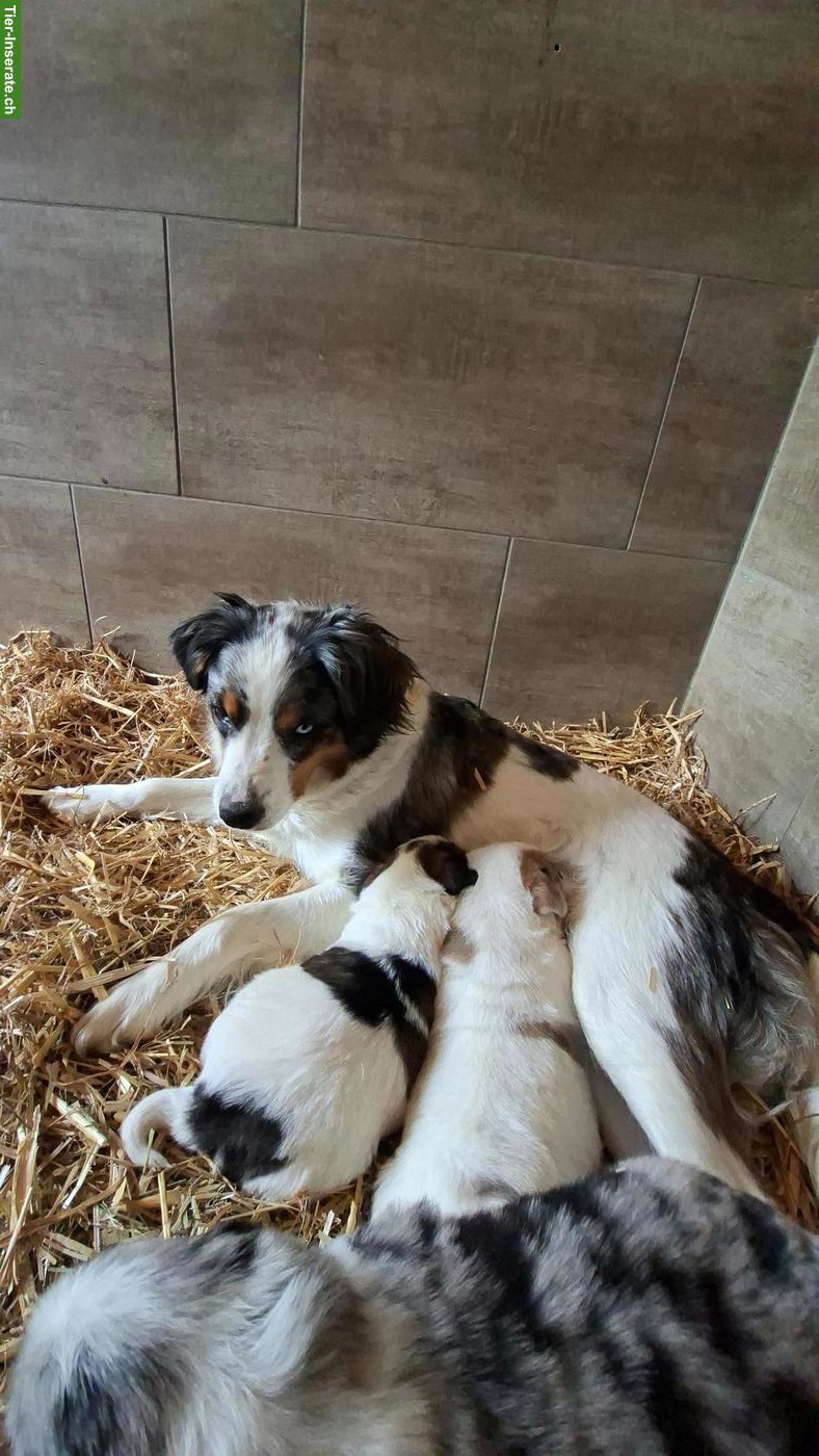 Bild 10: Mischlingswelpen, Border Collie x Entlebucher