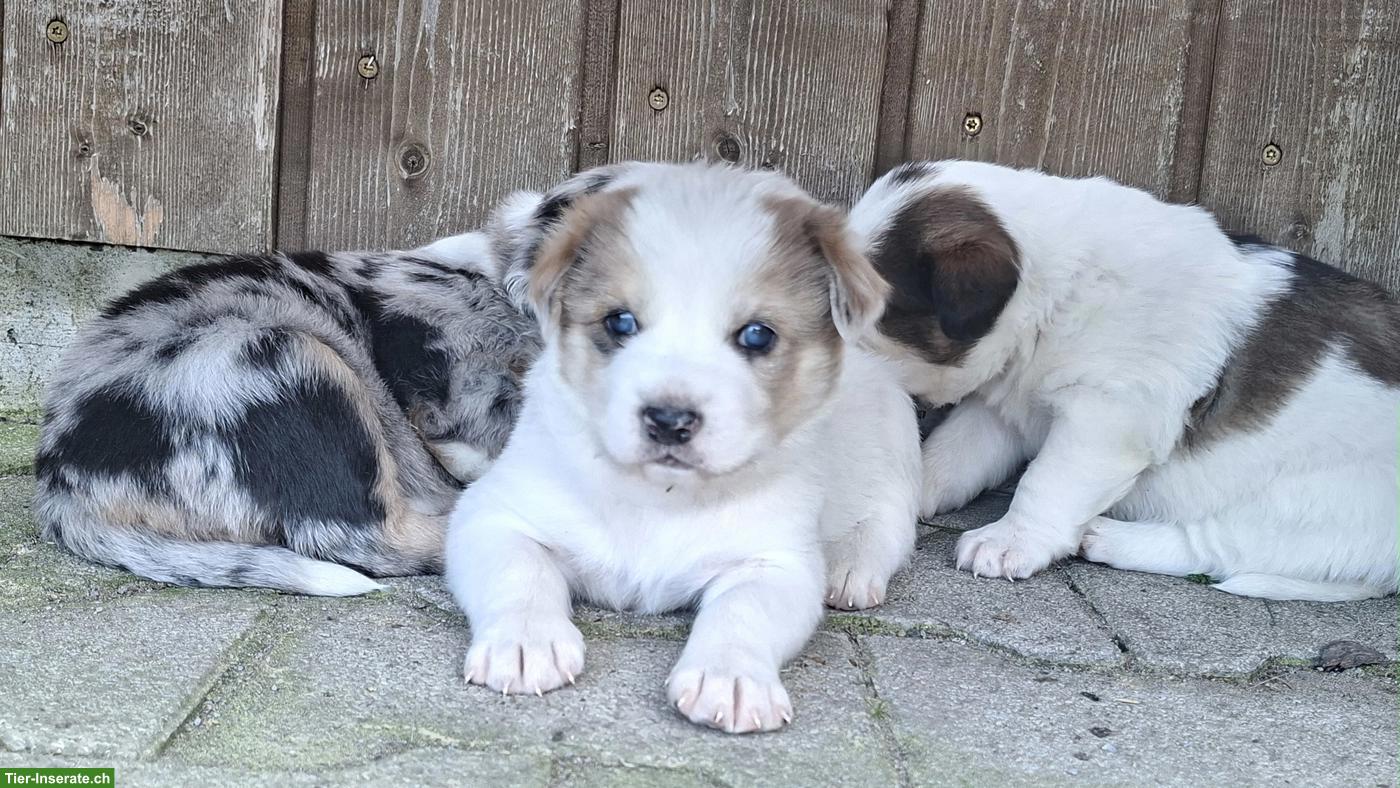 Bild 2: Mischlingswelpen, Border Collie x Entlebucher