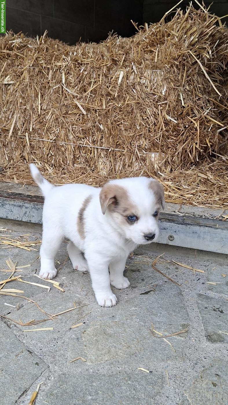 Bild 3: Mischlingswelpen, Border Collie x Entlebucher