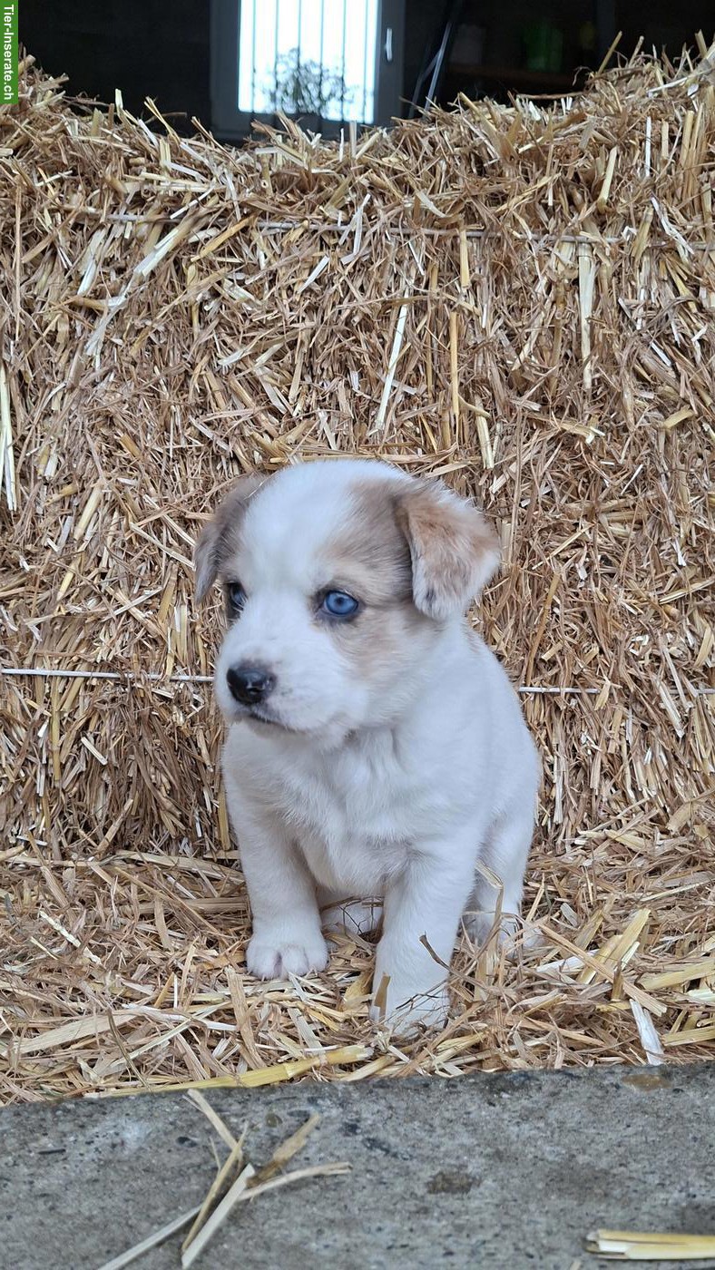 Bild 4: Mischlingswelpen, Border Collie x Entlebucher