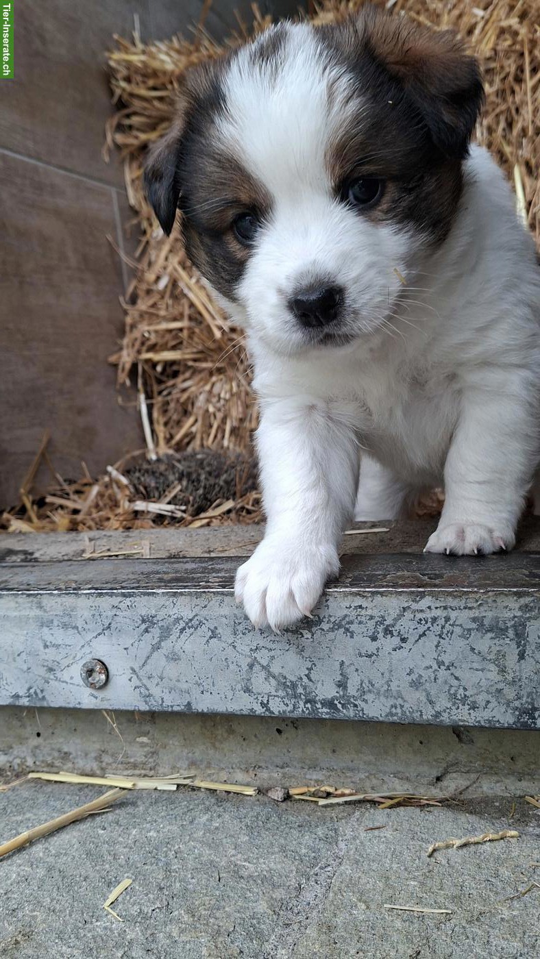 Bild 5: Mischlingswelpen, Border Collie x Entlebucher