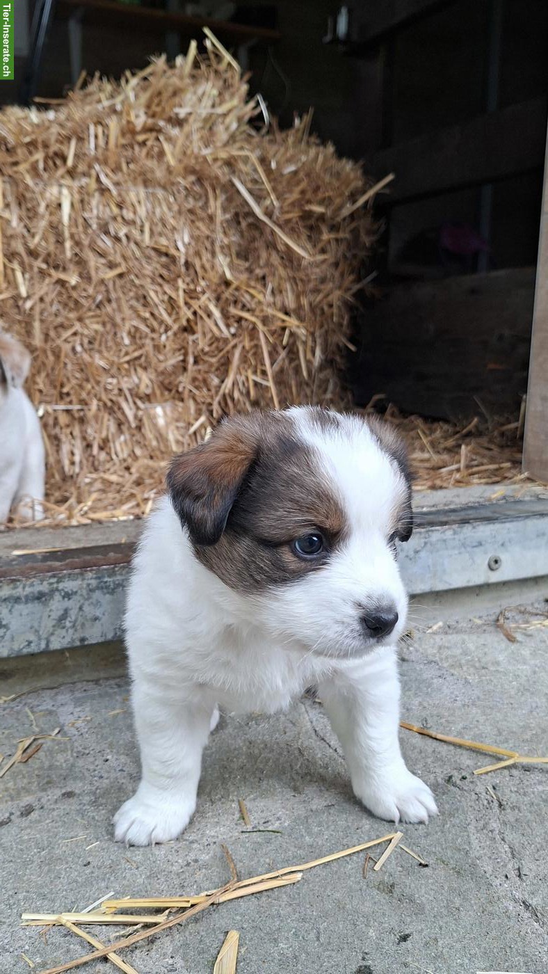 Bild 6: Mischlingswelpen, Border Collie x Entlebucher