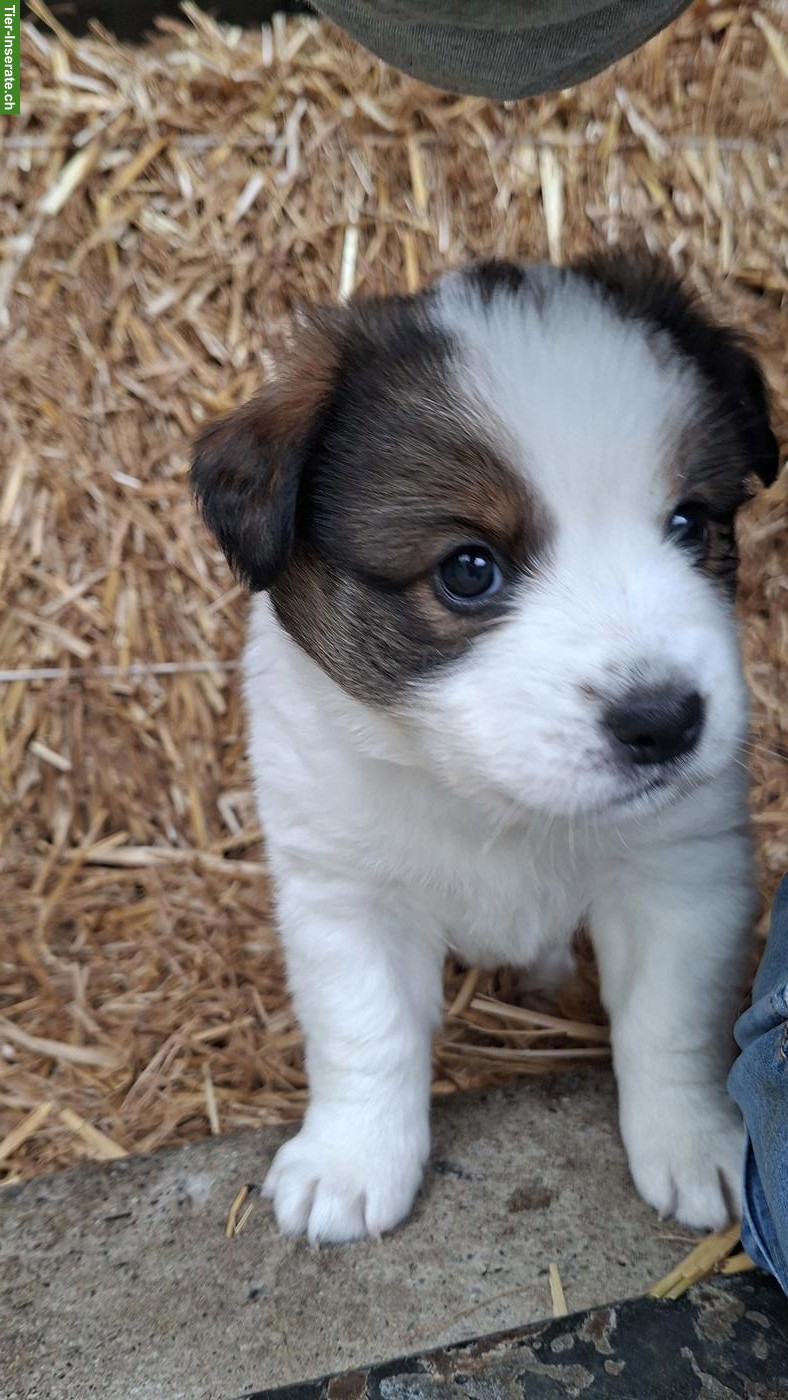 Bild 7: Mischlingswelpen, Border Collie x Entlebucher