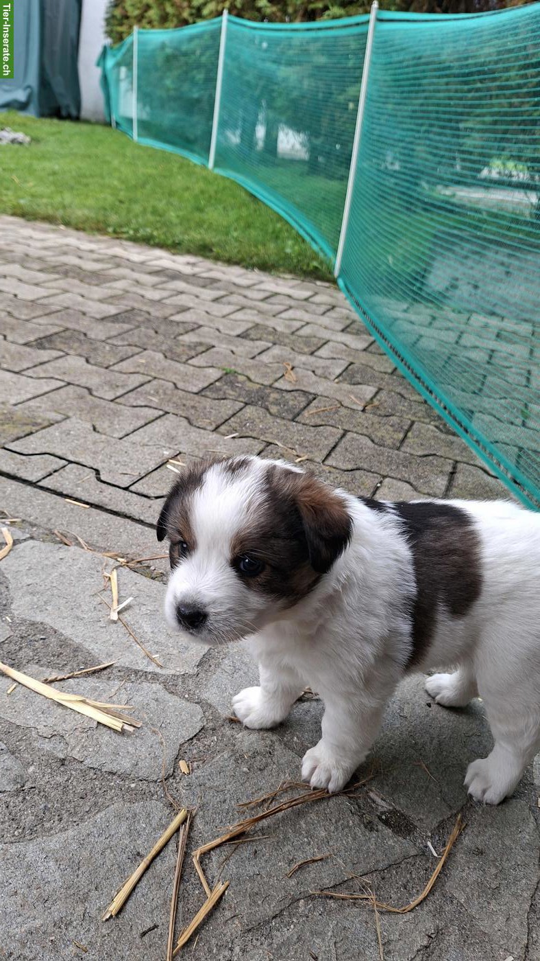 Bild 8: Mischlingswelpen, Border Collie x Entlebucher