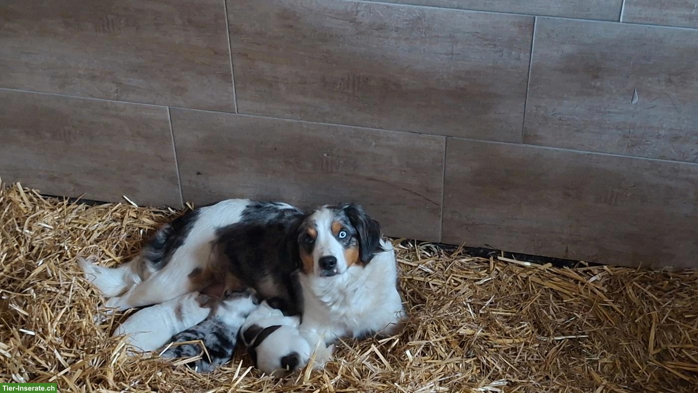 Bild 9: Mischlingswelpen, Border Collie x Entlebucher