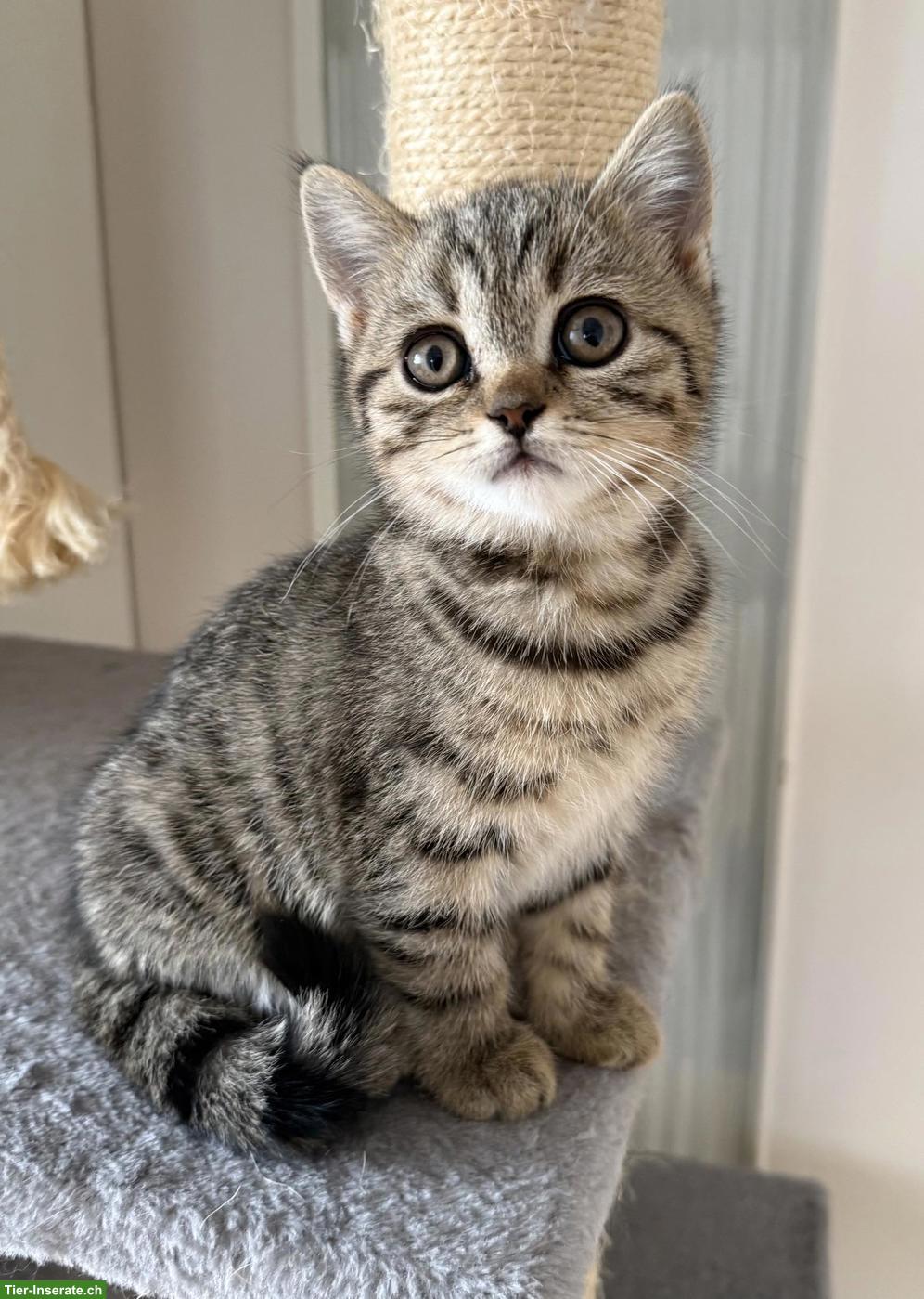Wunderschönes BKH-Kitten, Katerli