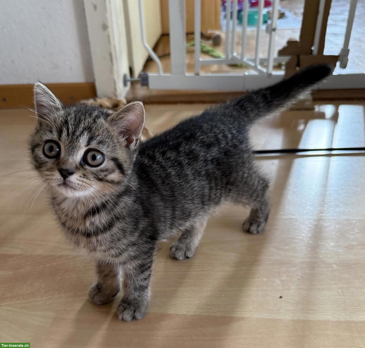 Bild 2: Wunderschönes BKH-Kitten, Katerli