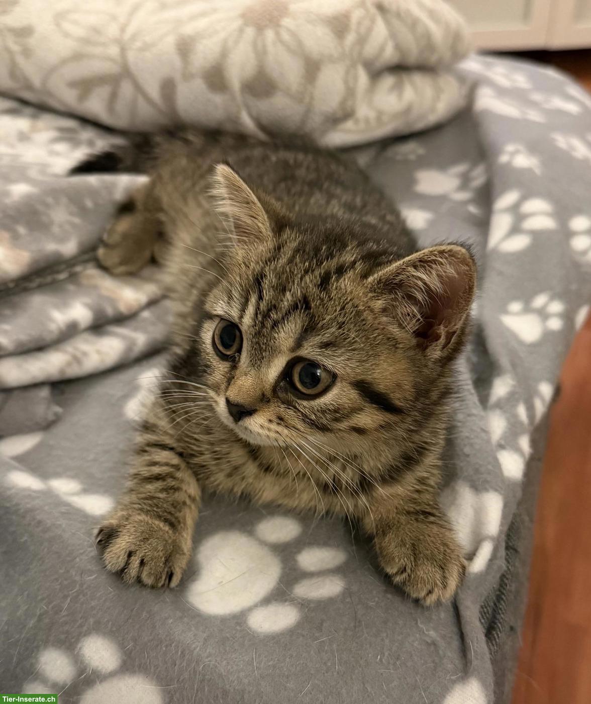 Bild 3: Wunderschönes BKH-Kitten, Katerli